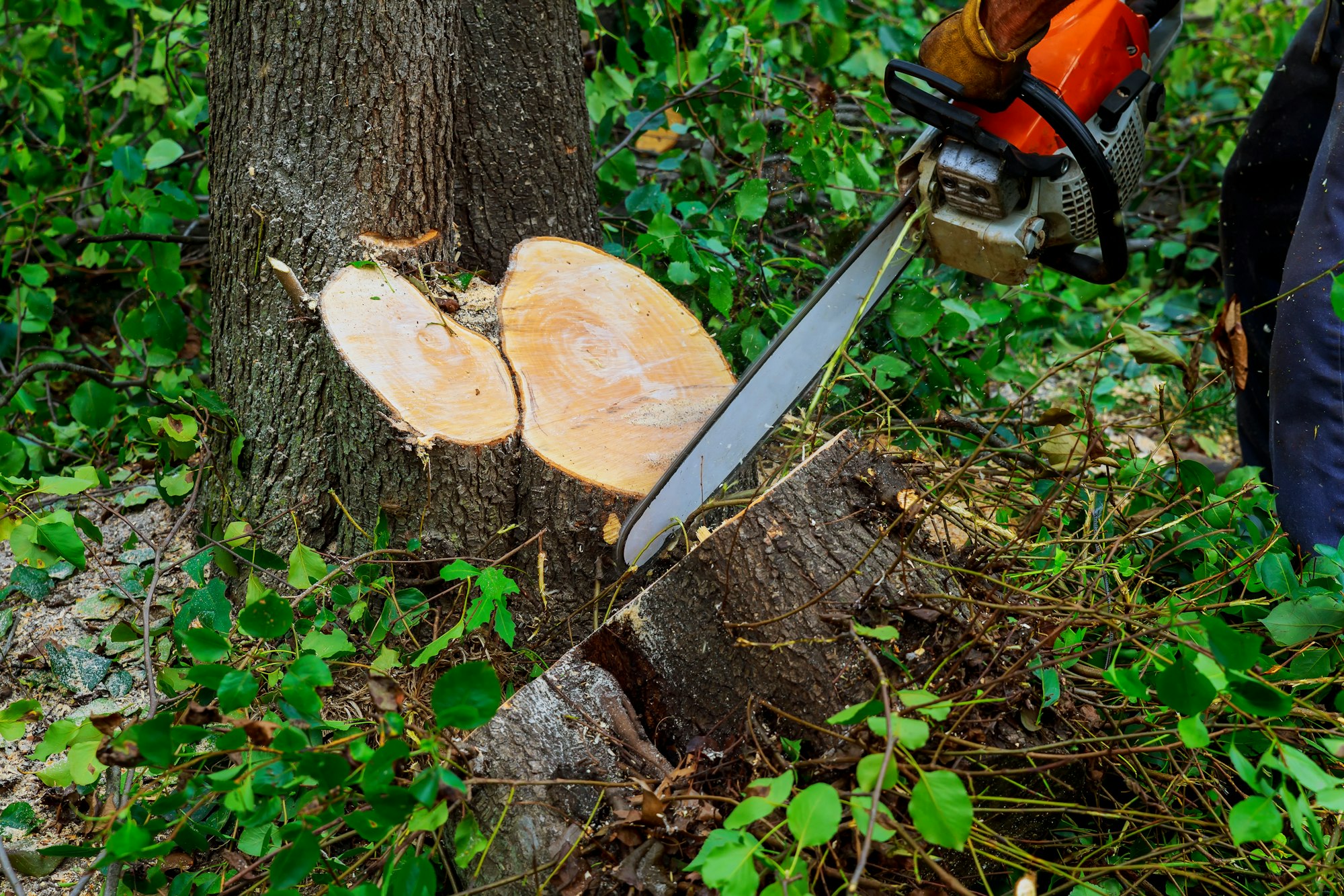 Man cuts tree with chainsaw Machine for cutting trees