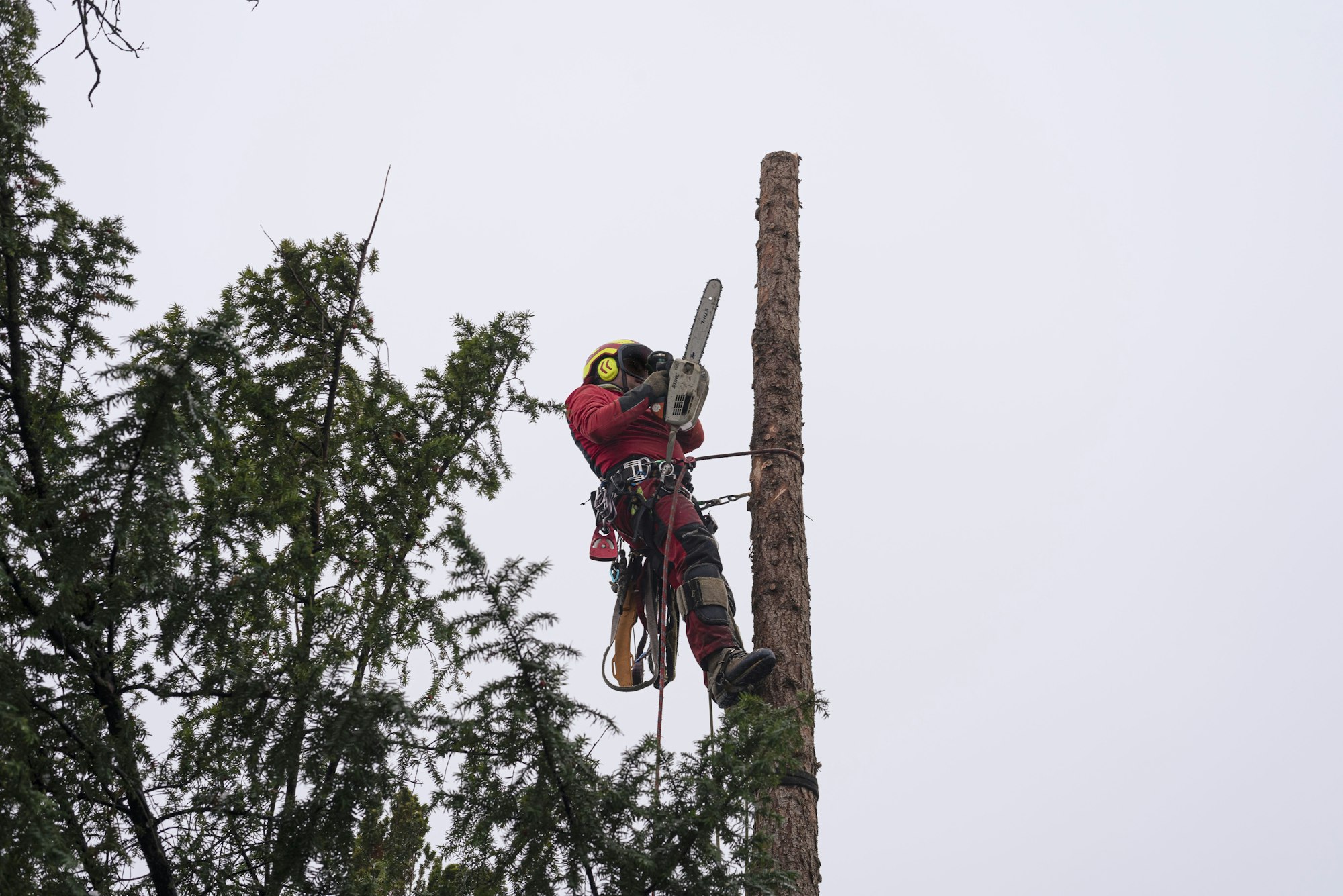 Worker cutting tree with chainsaw