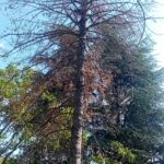 SEČA RIZIČNOG DRVETA-SUVA JELKA-KOSMAJ -SOPOT