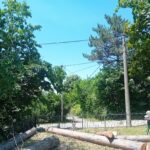 SECENJE DRVECA I GRANA VOZDOVAC