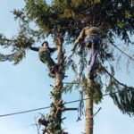 UKLANJANJE RIZIČNG DRVETA PALILULA (39)