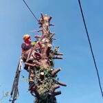 UKLANJANJE RIZIČNG DRVETA PALILULA Beograd