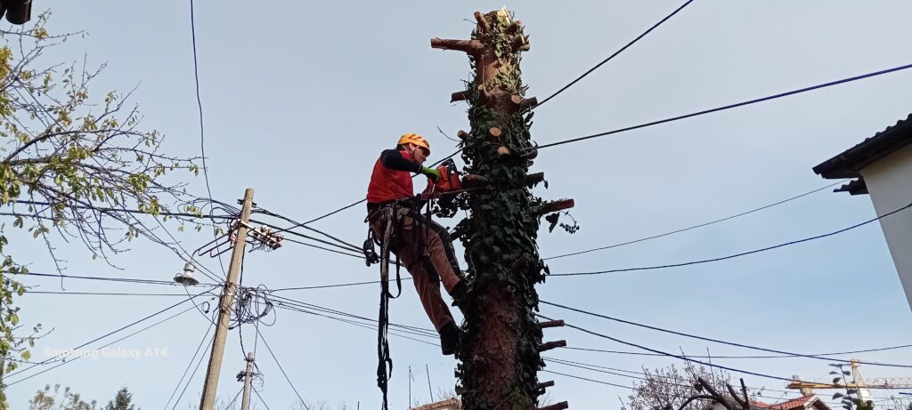 UKLANJANJE RIZIČNG DRVETA PALILULA-BEOGRAD