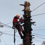 UKLANJANJE RIZIČNG DRVETA PALILULA-BEOGRAD