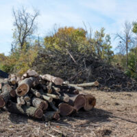 DEBLA I GANE raznihsvih velicina i oblika za sve namene Biobaza 1 Meljacki Tarais,Barajevo Cukarica