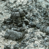 PEPEO OD DRVETA VOCA Biobaza 1 Meljacki Tarais,Barajevo Cukarica