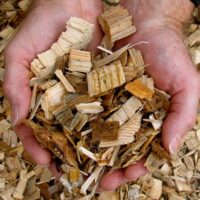 PILJEVINA OD LISTOPADNOG DRVECA Biobaza 1 Meljacki Tarais,Barajevo Cukarica